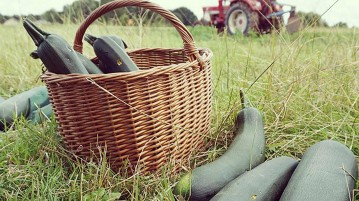 Solidarische Landwirtschaft Zucchini